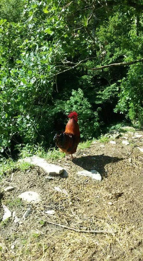 B&B Le Colline Di Bana Camogli Kültér fotó